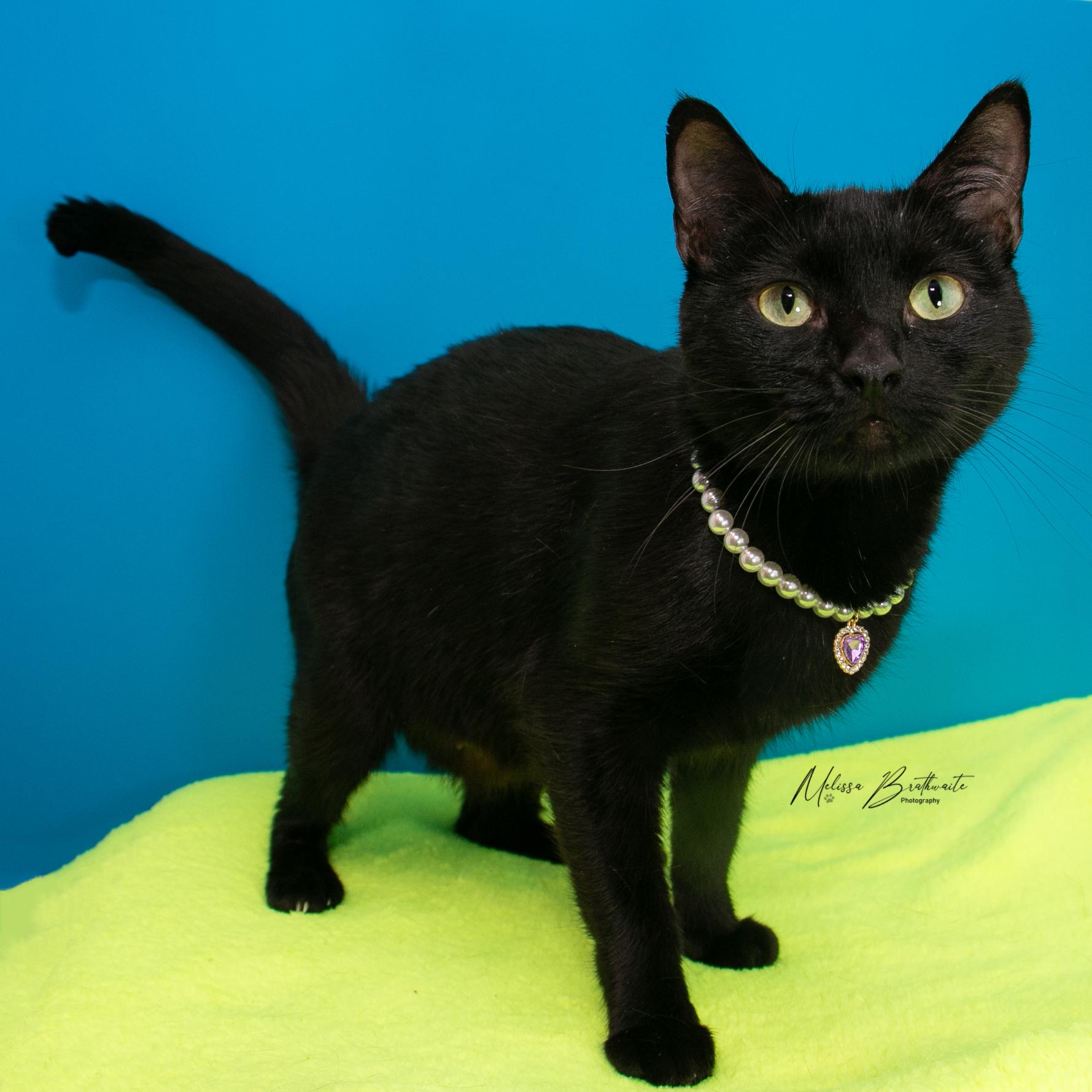 Enlarge Porcupine, a Adoptable Domestic Short Hair in Calgary, AB image 3/6