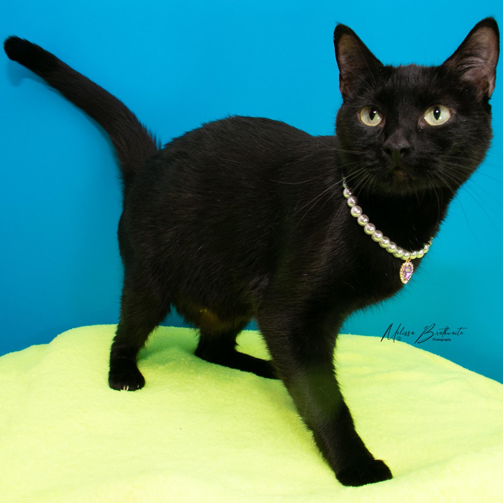 Enlarge Porcupine, a Adoptable Domestic Short Hair in Calgary, AB image 6/6