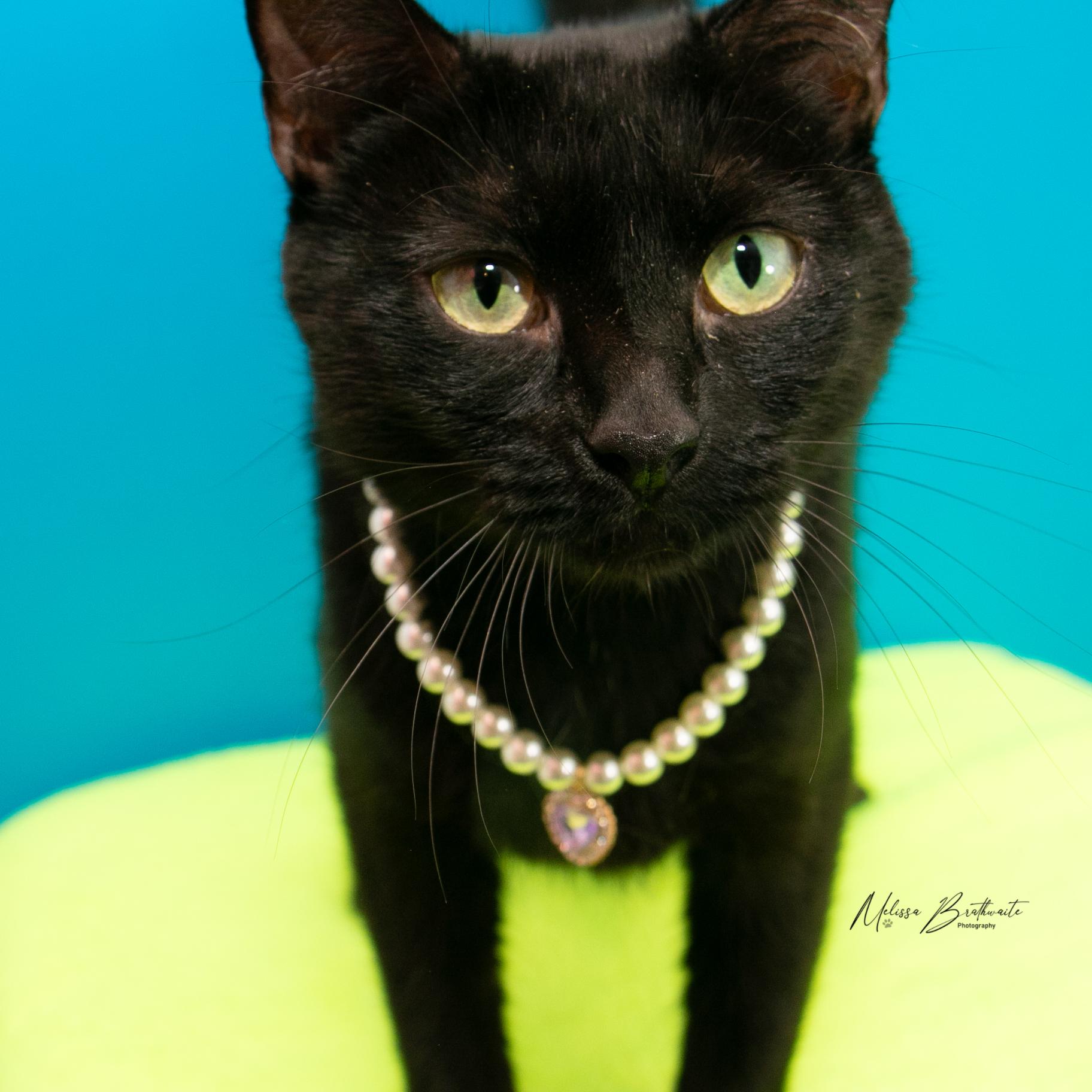 Enlarge Porcupine, a Adoptable Domestic Short Hair in Calgary, AB image 5/6