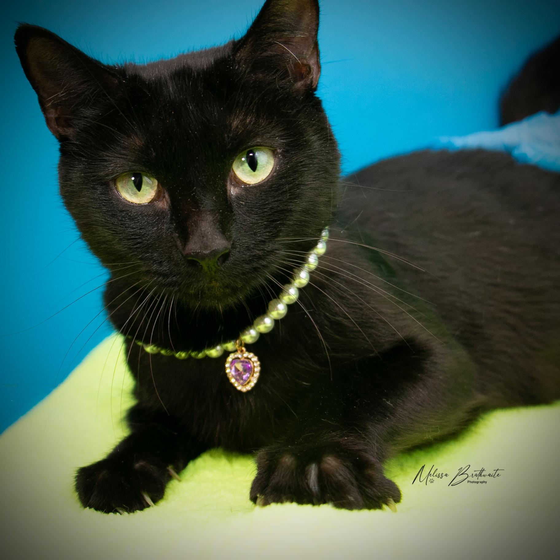 Enlarge Porcupine, a Adoptable Domestic Short Hair in Calgary, AB image 4/6
