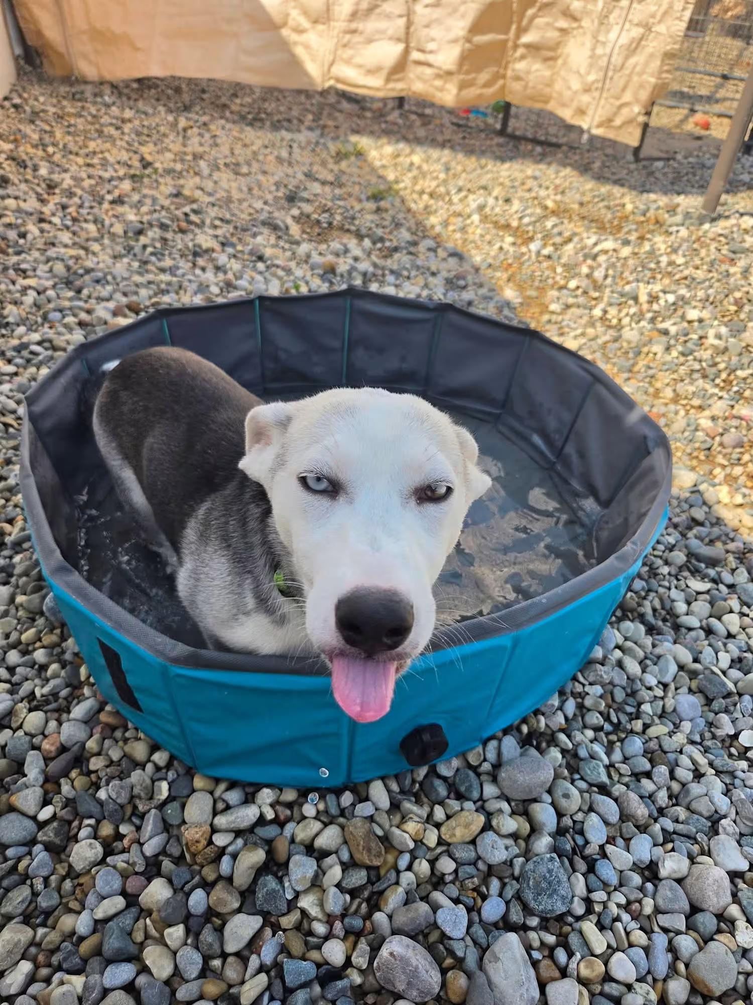 Enlarge Mars, a Adoptable mixed breed in Sterling Heights, MI image 4/4