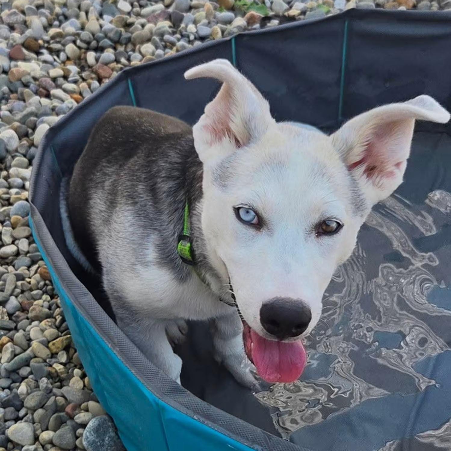 Mars, Adoptable, Puppy Male Siberian Husky.
