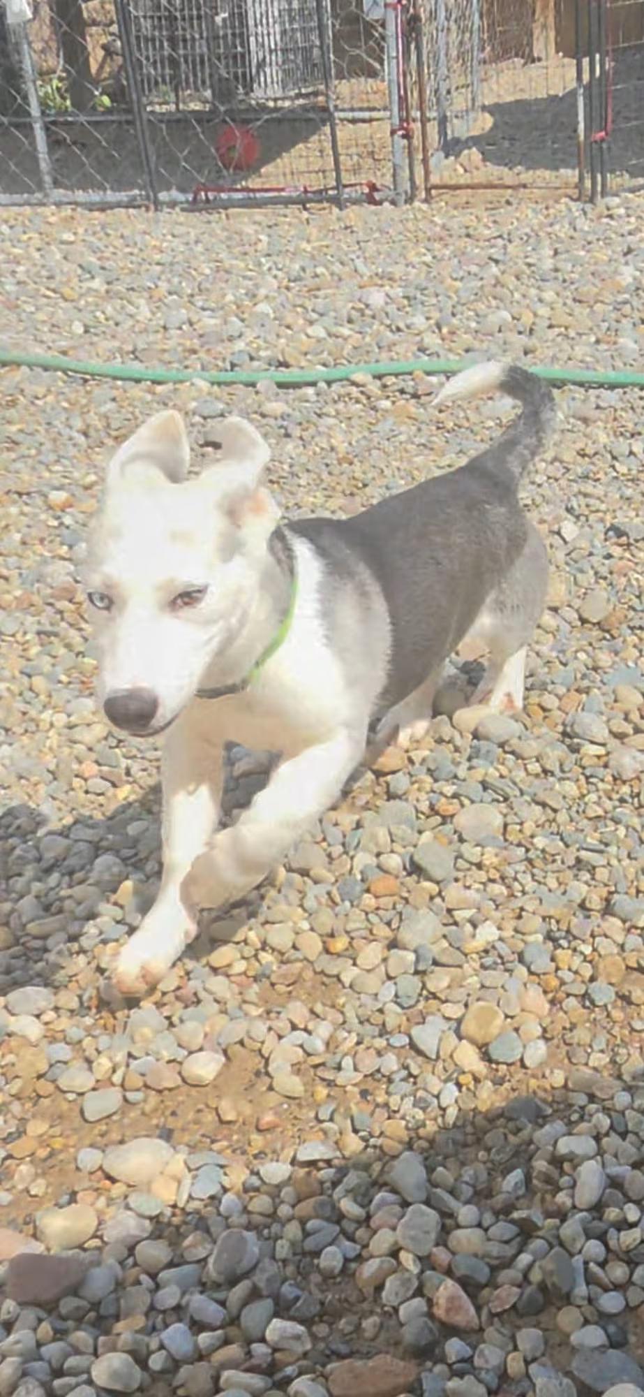 Enlarge Mars, a Adoptable mixed breed in Sterling Heights, MI image 3/4
