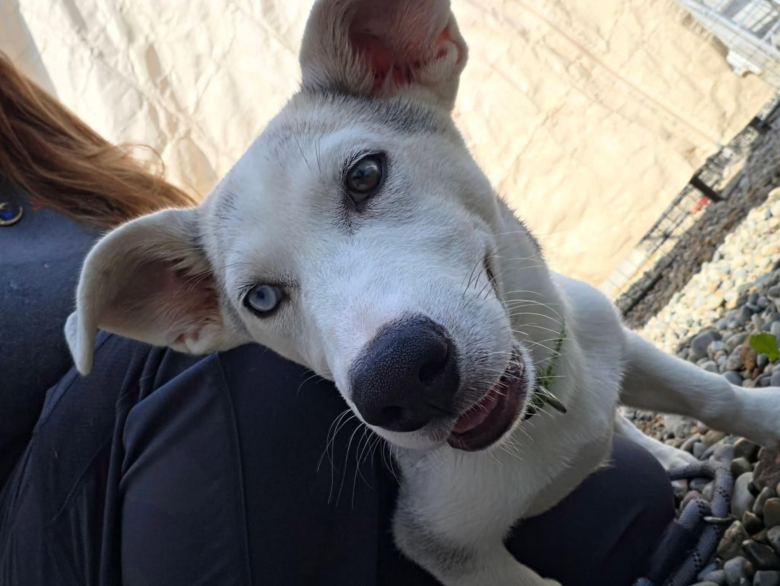 Enlarge Mars, a Adoptable mixed breed in Sterling Heights, MI image 2/4