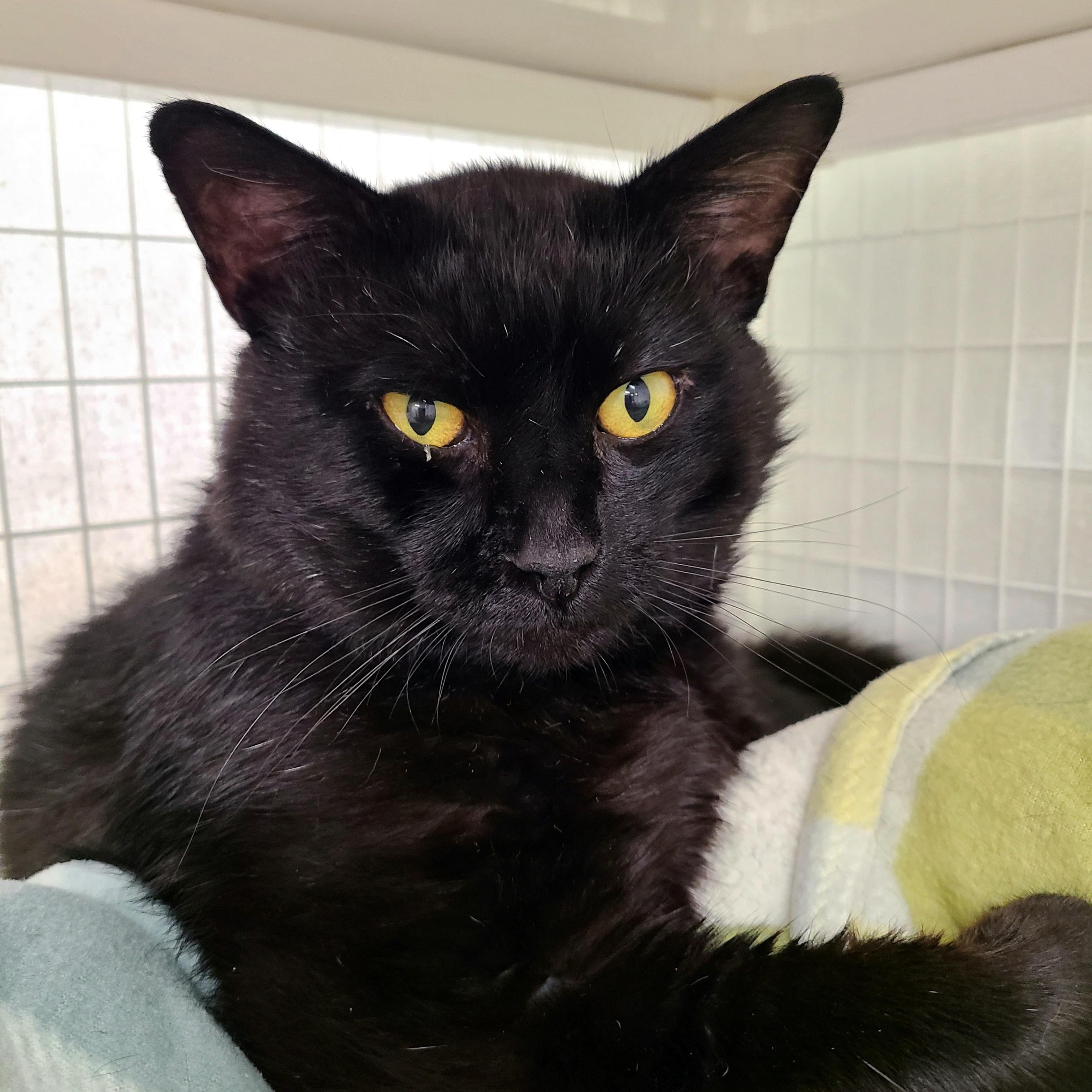 Enlarge Lloyd, an adopted Domestic Short Hair in Kirkland, WA image 1/2