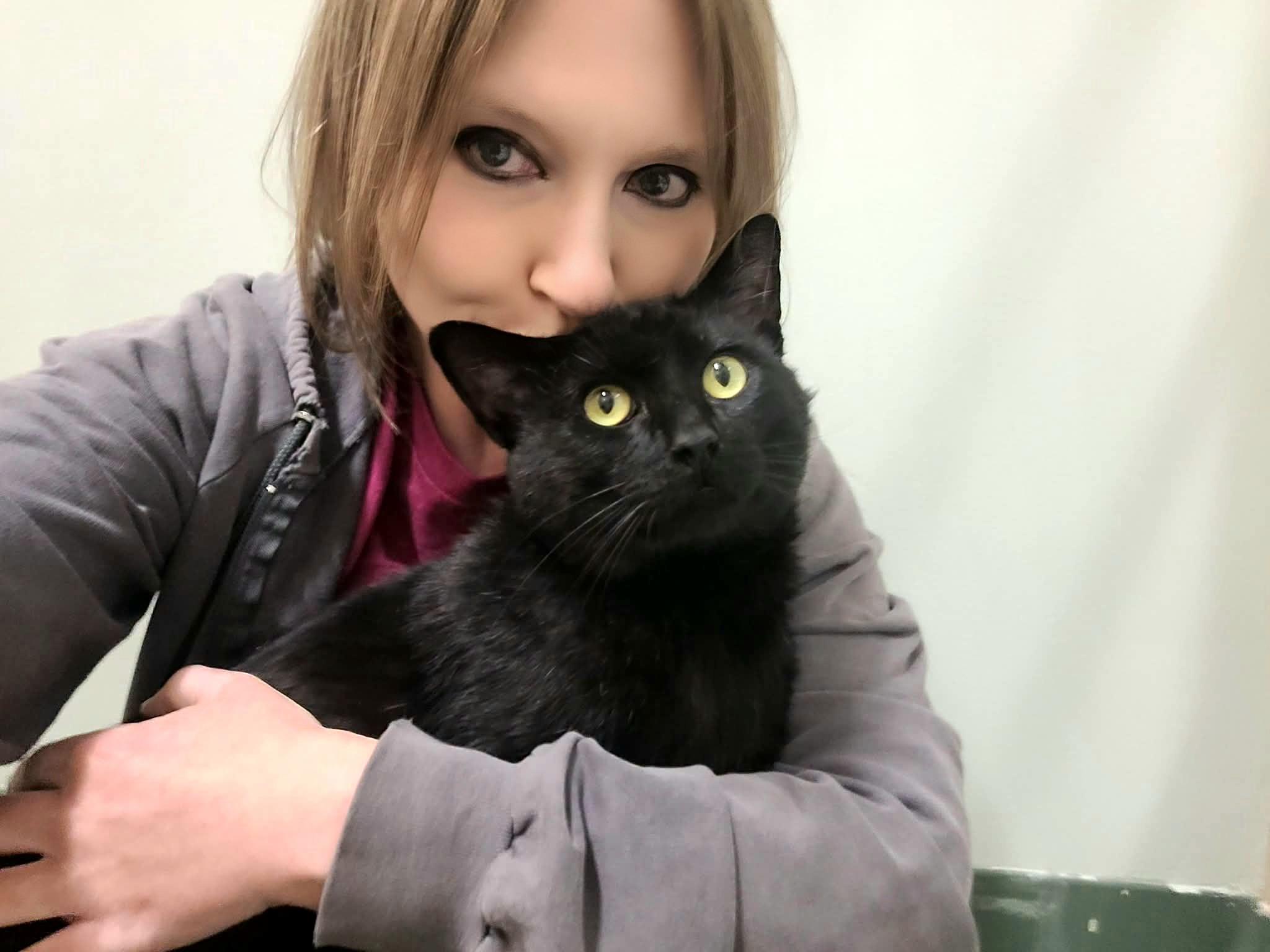 Enlarge Lloyd, an adopted Domestic Short Hair in Kirkland, WA image 2/2