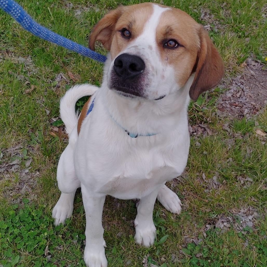 Enlarge Lewis, a Adoptable Mixed Breed in Tulsa, OK image 1/6