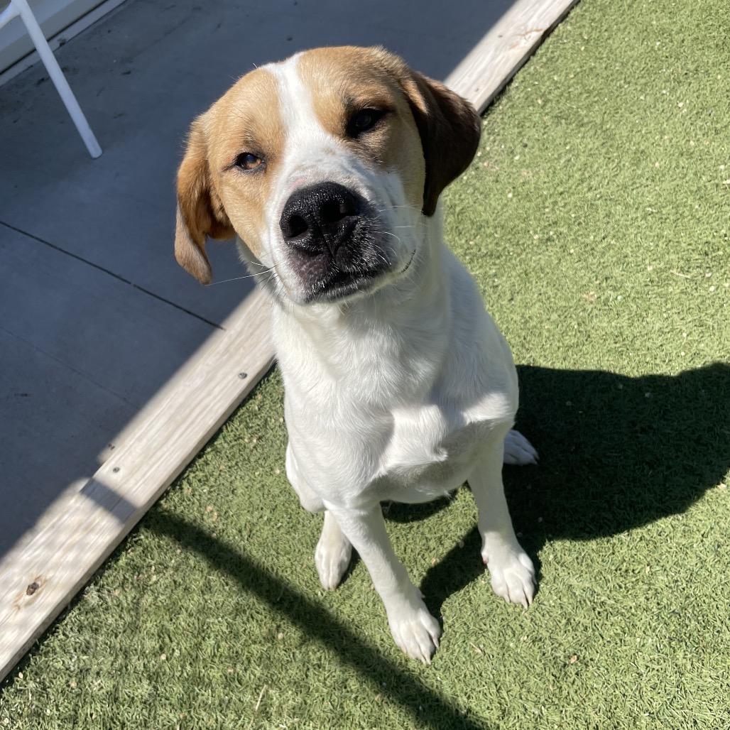 Enlarge Lewis, a Adoptable Mixed Breed in Tulsa, OK image 2/6