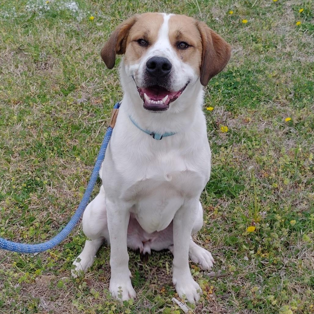 Enlarge Lewis, a Adoptable Mixed Breed in Tulsa, OK image 3/6
