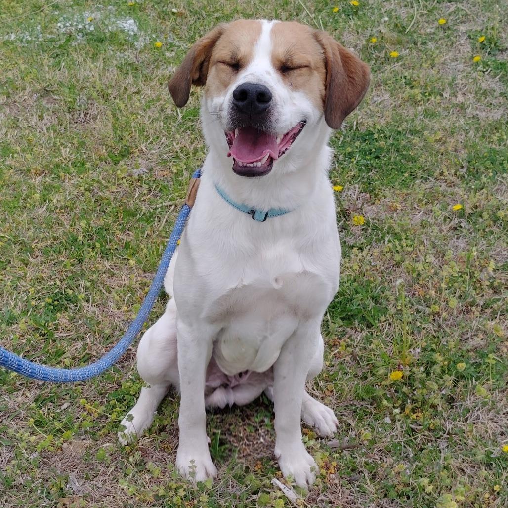 Enlarge Lewis, a Adoptable Mixed Breed in Tulsa, OK image 4/6