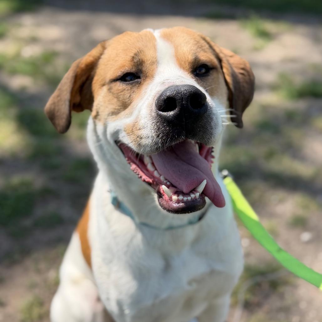 Enlarge Lewis, a Adoptable Mixed Breed in Tulsa, OK image 5/6