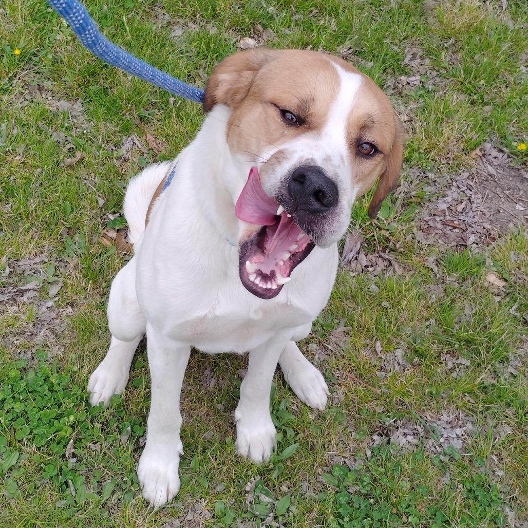 Enlarge Lewis, a Adoptable Mixed Breed in Tulsa, OK image 6/6