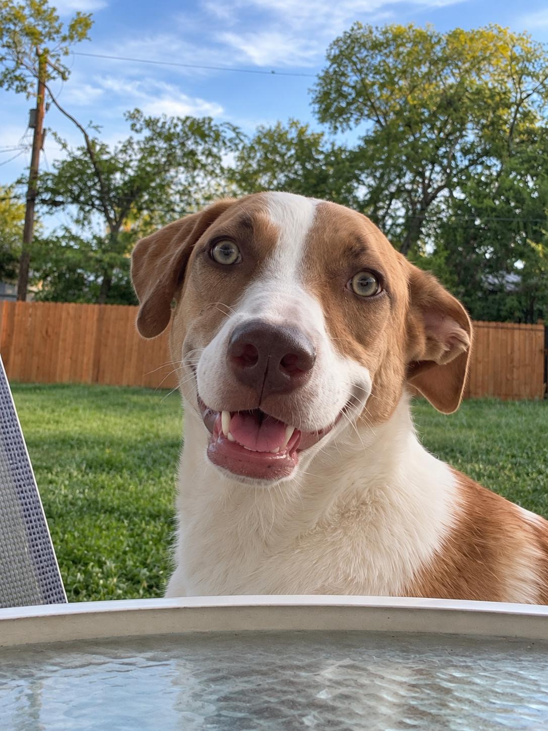 Jenni, Adoptable, Young Female Labrador Retriever & Portuguese Podengo.