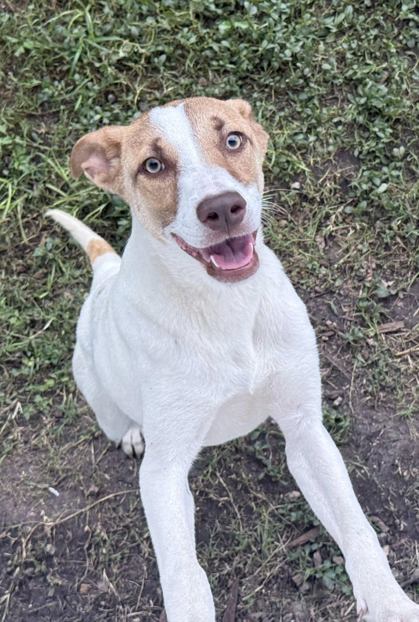 Enlarge Jenni, a ADOPTABLE mixed breed in Boston, MA image 2/2