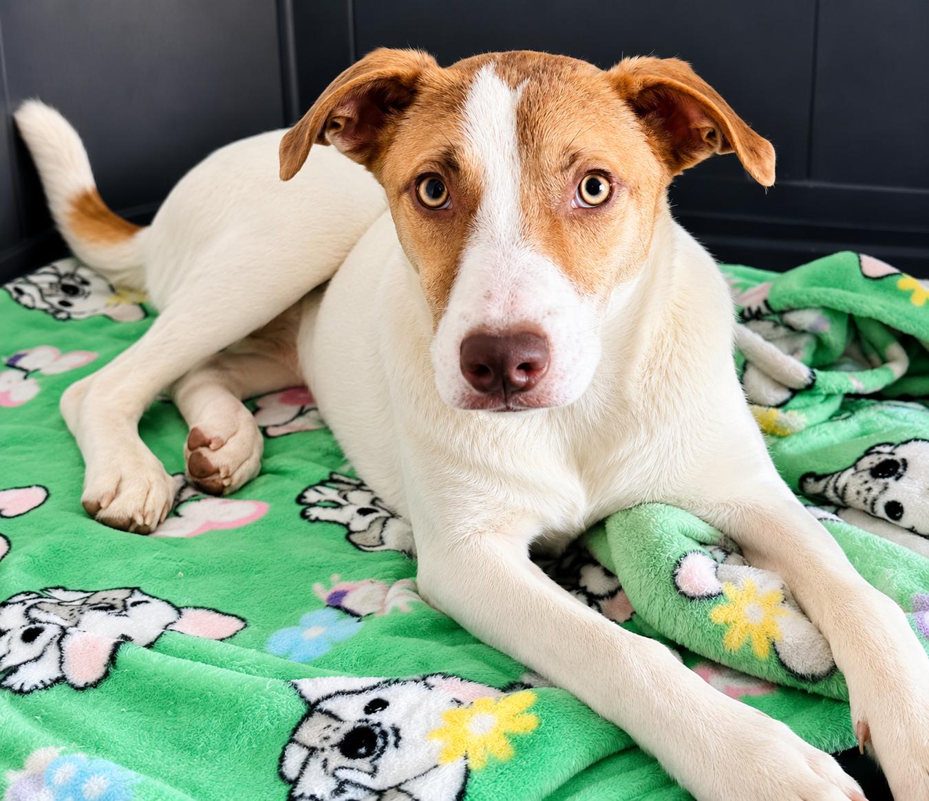 Jenni, ADOPTABLE, Young Female Catahoula Leopard Dog & Labrador Retriever.