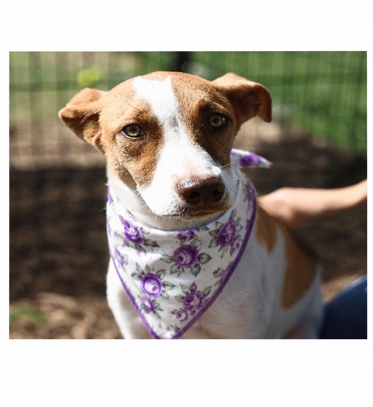 Jenni, a ADOPTABLE mixed breed in Boston, MA image 2/4
