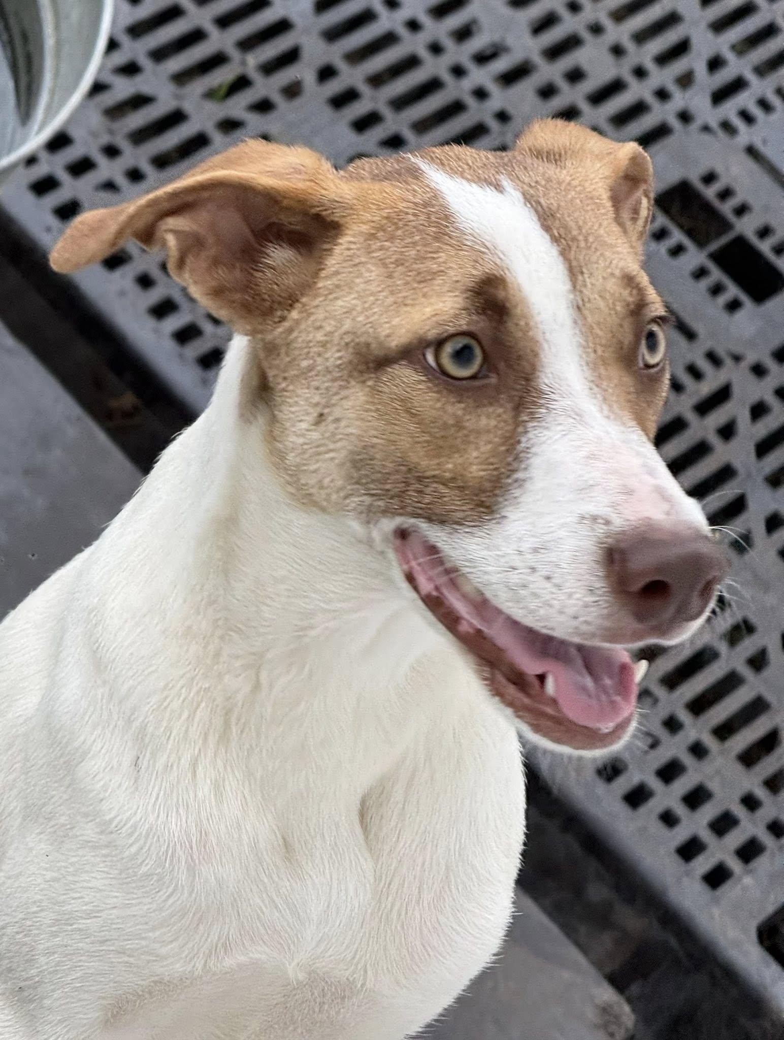 Jenni, ADOPTABLE, Young Female Catahoula Leopard Dog & Labrador Retriever.