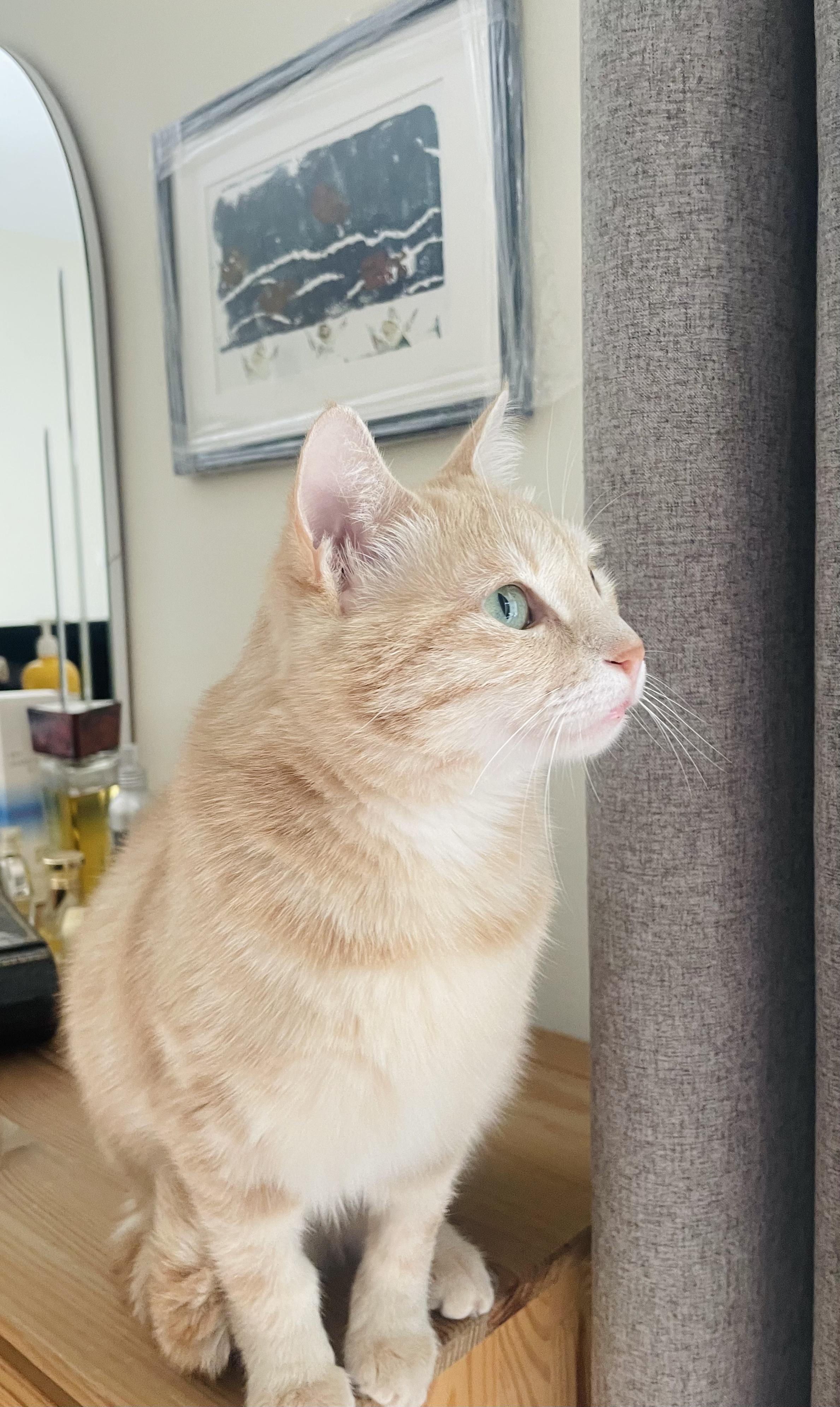 Sophia, the Sweet Green Eyed Beauty, a Adoptable Domestic Short Hair in Somerset, NJ image 1/6