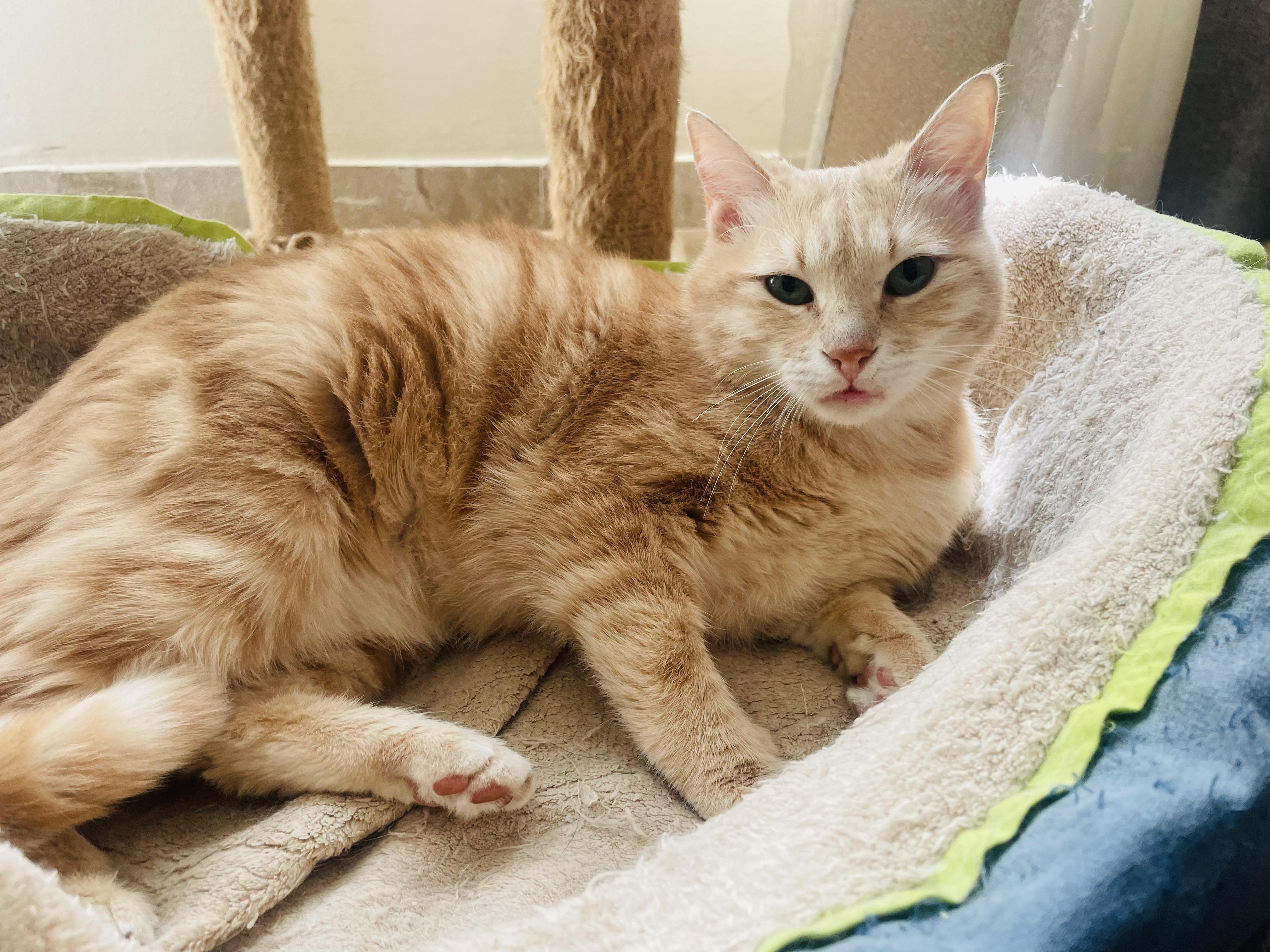 Sophia, the Sweet Green Eyed Beauty, a Adoptable Domestic Short Hair in Somerset, NJ image 6/6