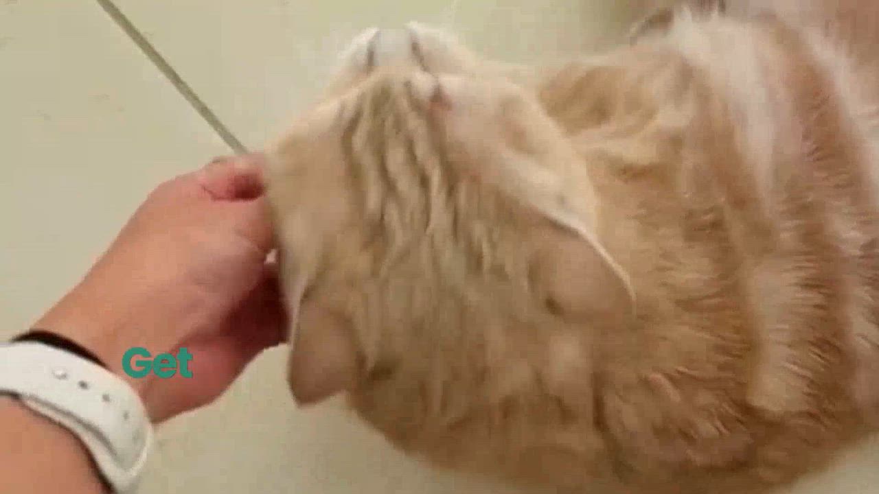 Enlarge Sophia, the Sweet Green Eyed Beauty, a Adoptable Domestic Short Hair in Somerset, NJ video 4/6