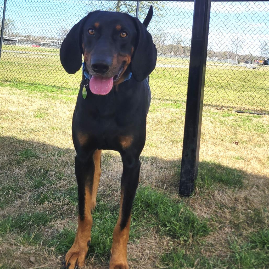 Mr. Darcy, Adoptable, Adult Male Coonhound.