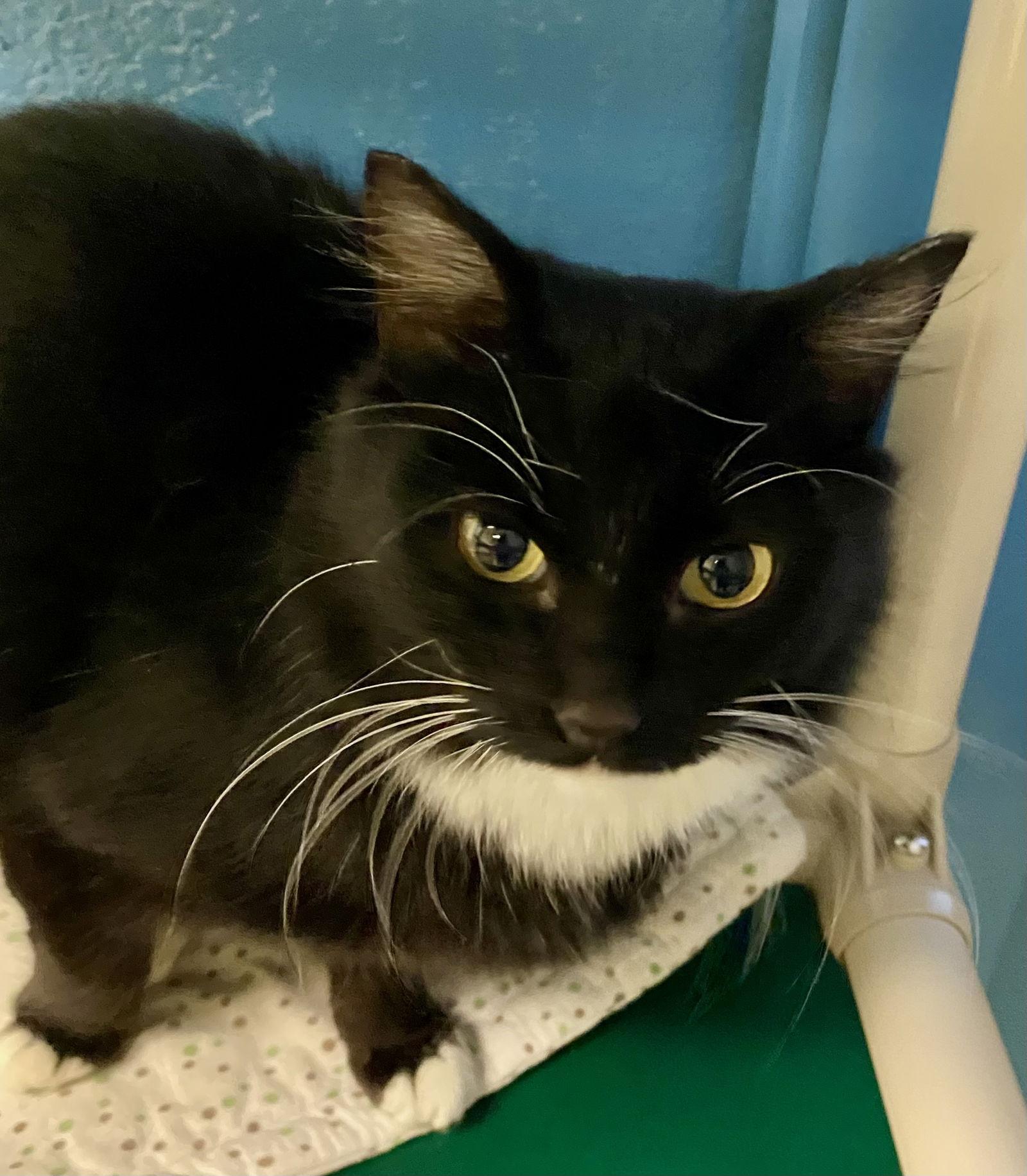 Enlarge Brit, a Adoptable Domestic Medium Hair in Fargo, ND image 2/2