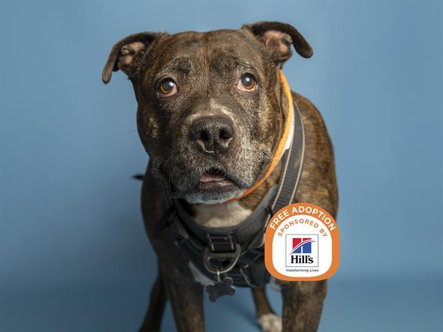 Enlarge BUDDY, a Adoptable Pit Bull Terrier in Phoenix, AZ image 1/1