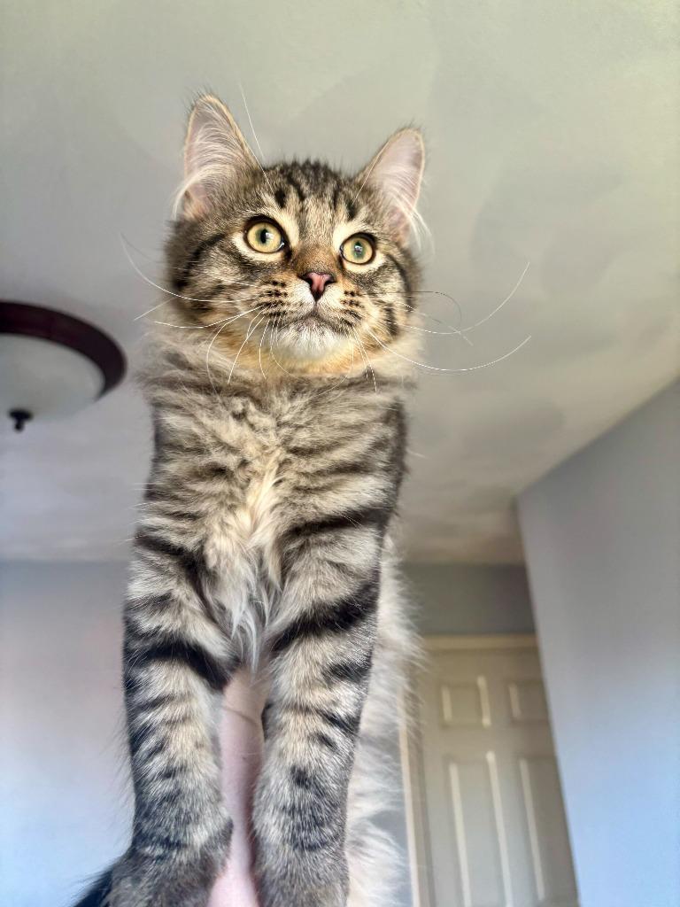 Pirate, Adoptable, Kitten Male Domestic Long Hair.