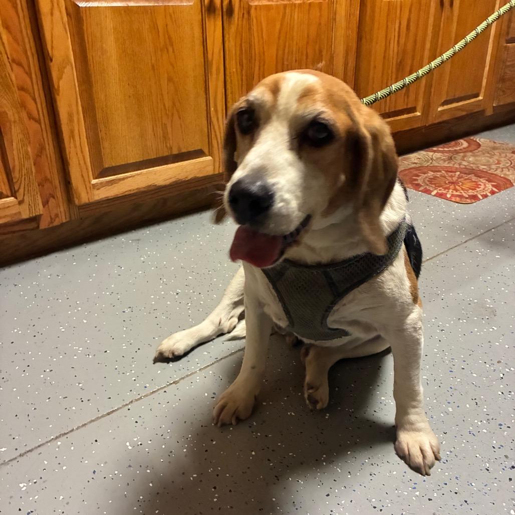 Enlarge Walter, a Adoptable Beagle in Danville, KY image 1/3