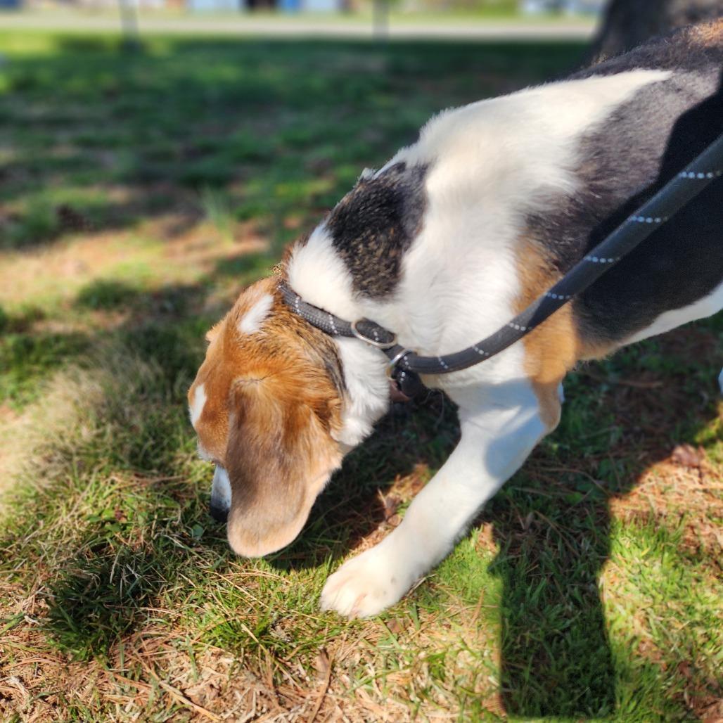 Enlarge Walter, a Adoptable Beagle in Danville, KY image 2/6