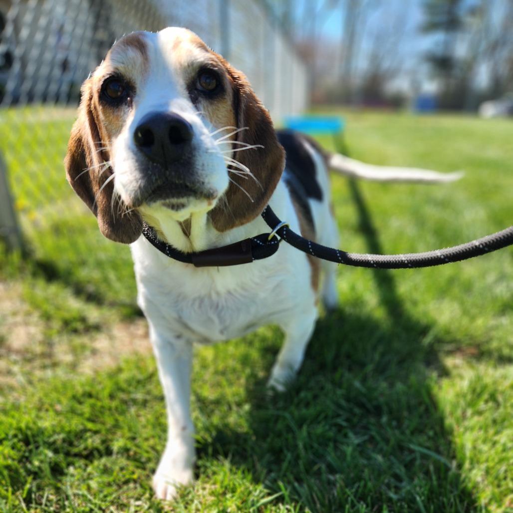 Enlarge Walter, a Adoptable Beagle in Danville, KY image 3/6