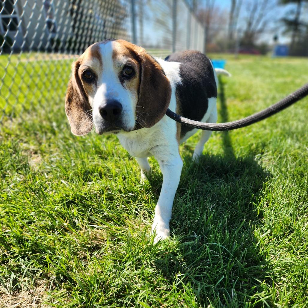 Enlarge Walter, a Adoptable Beagle in Danville, KY image 5/6
