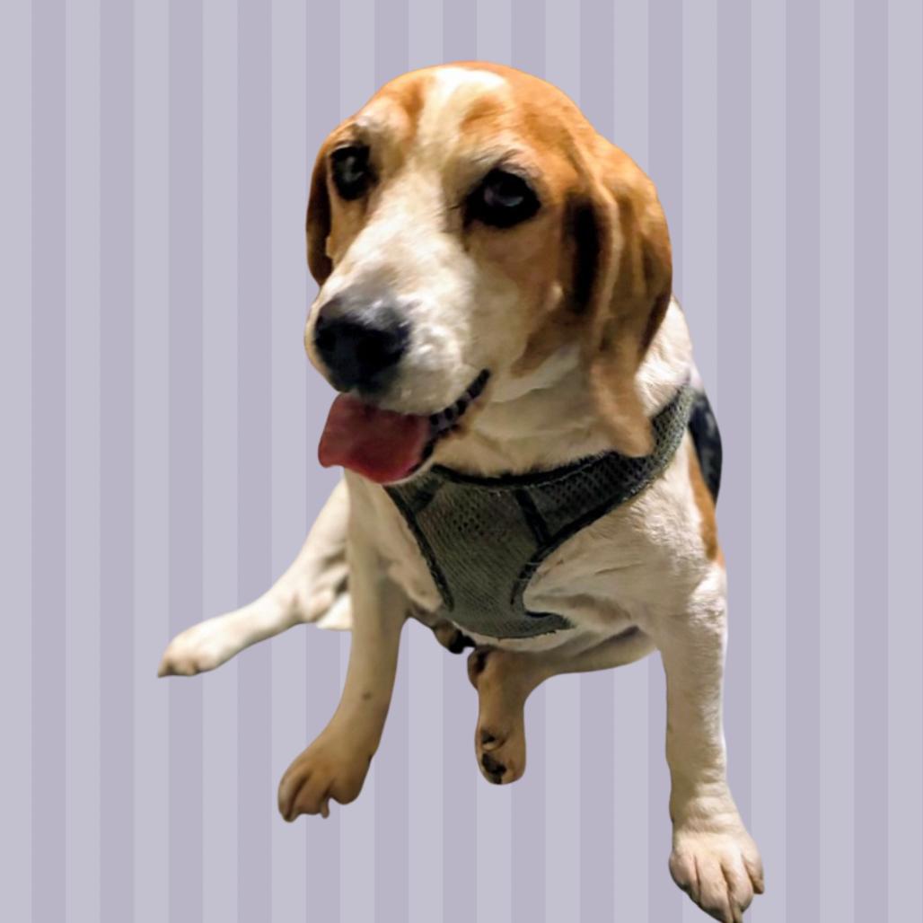 Enlarge Walter, a Adoptable Beagle in Danville, KY image 3/3