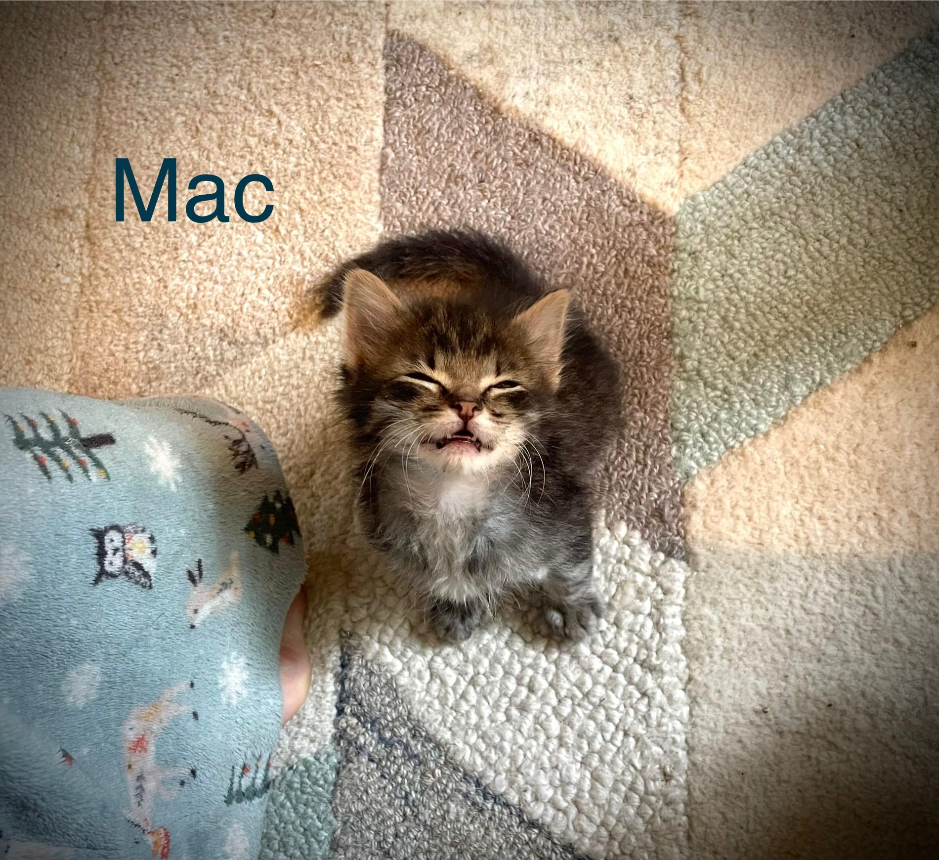 Mac, a Adopted Tabby in Wadsworth, IL image 1/5