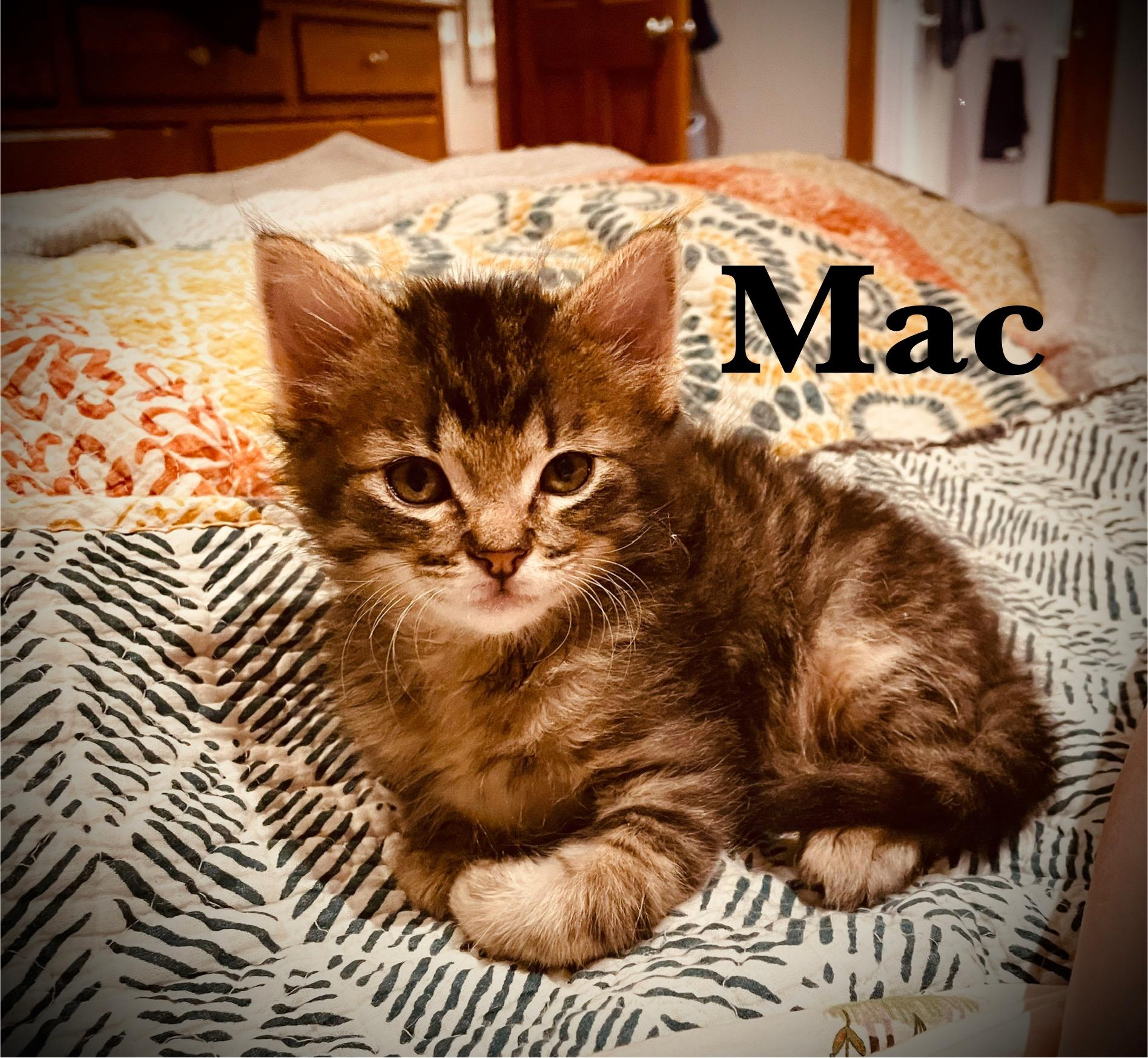 Mac, a Adopted Tabby in Wadsworth, IL image 3/5