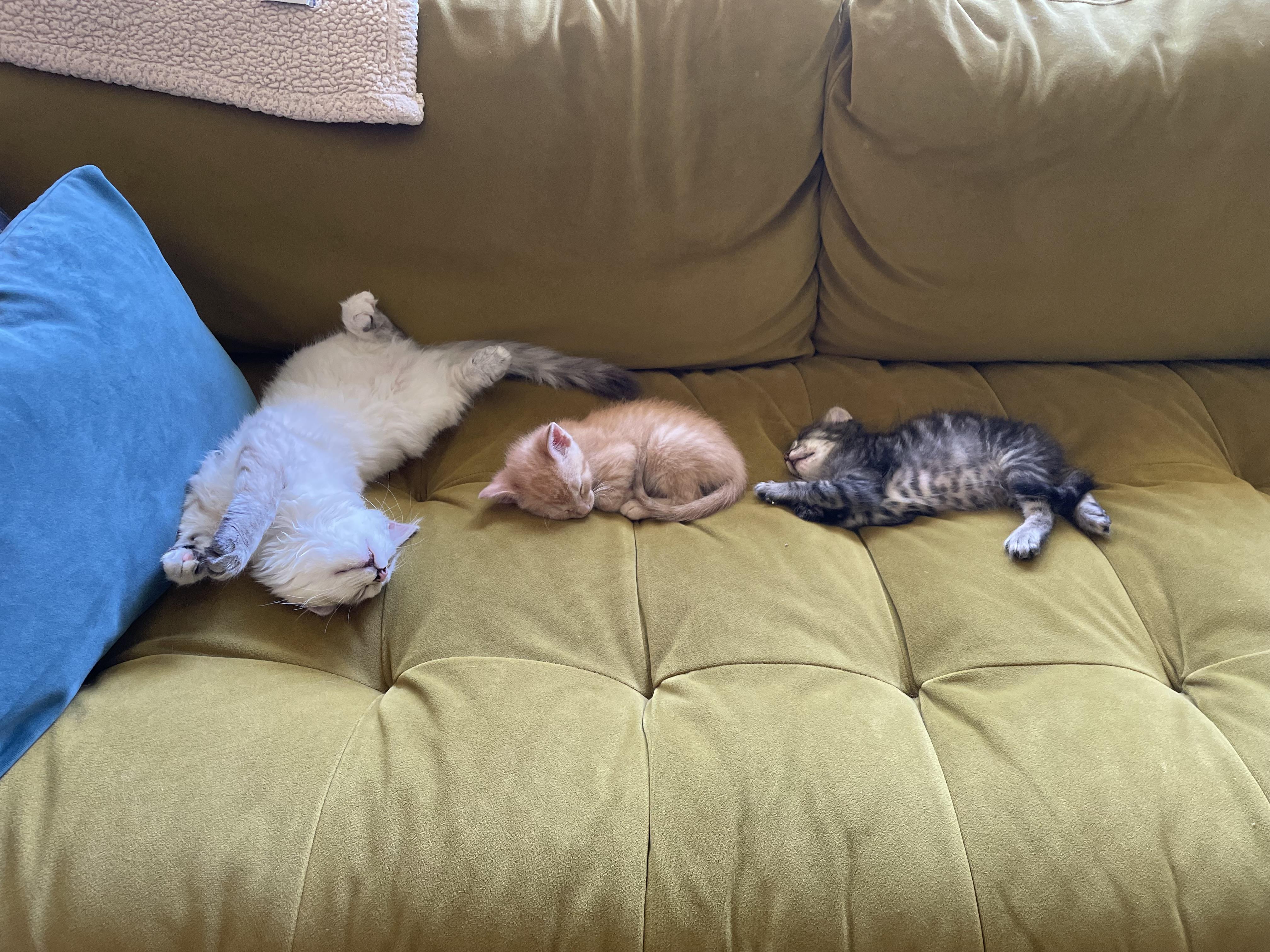 Mac, a Adopted Tabby in Wadsworth, IL image 4/5