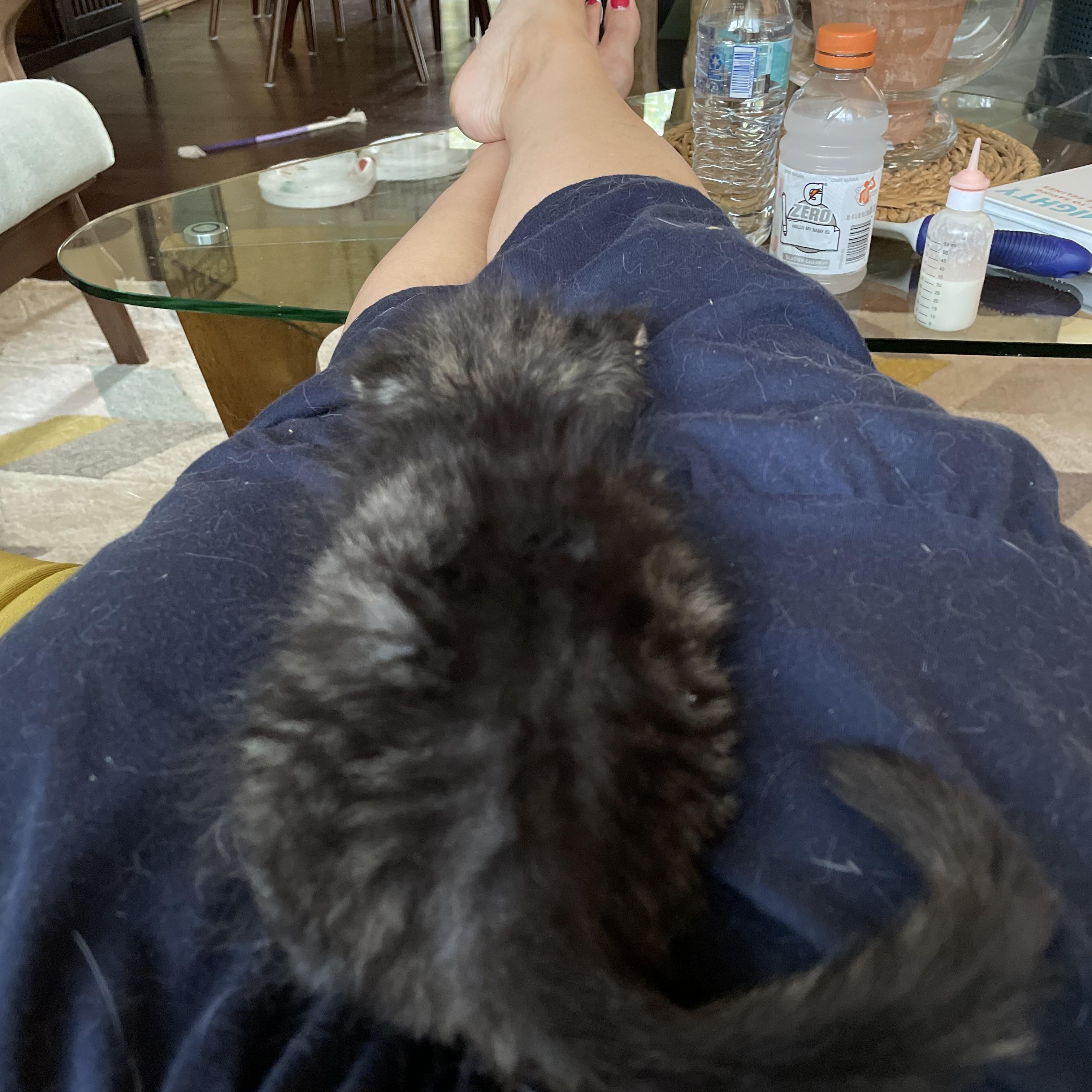 Mac, a Adopted Tabby in Wadsworth, IL image 5/5