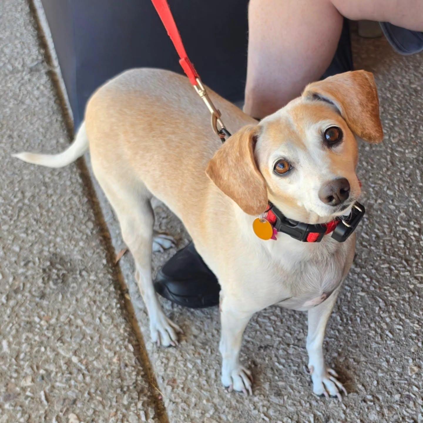 McKinley, Adoptable, Adult Female Beagle.
