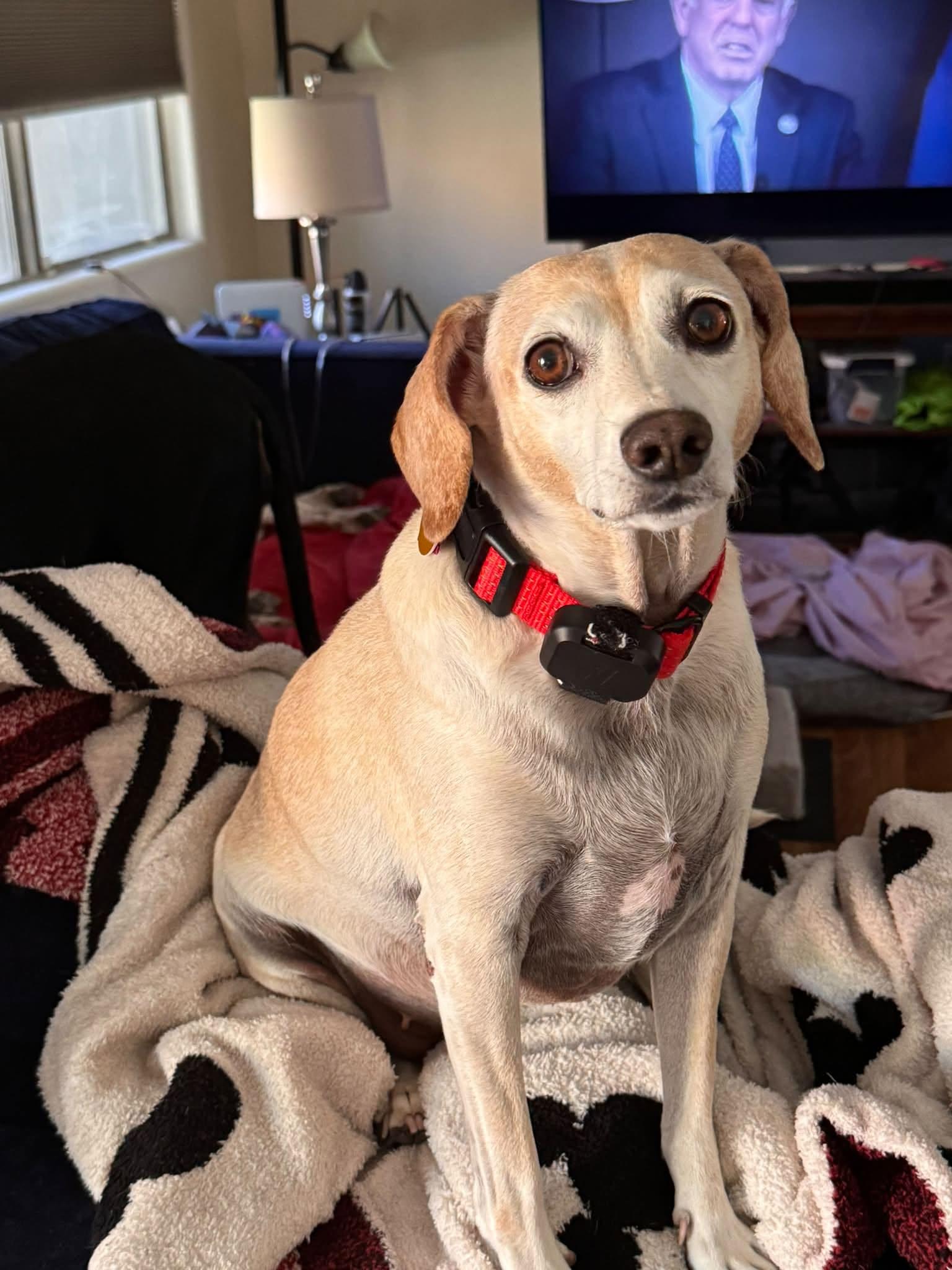 Enlarge McKinley, a Adoptable Beagle in Las Vegas, NV image 2/3