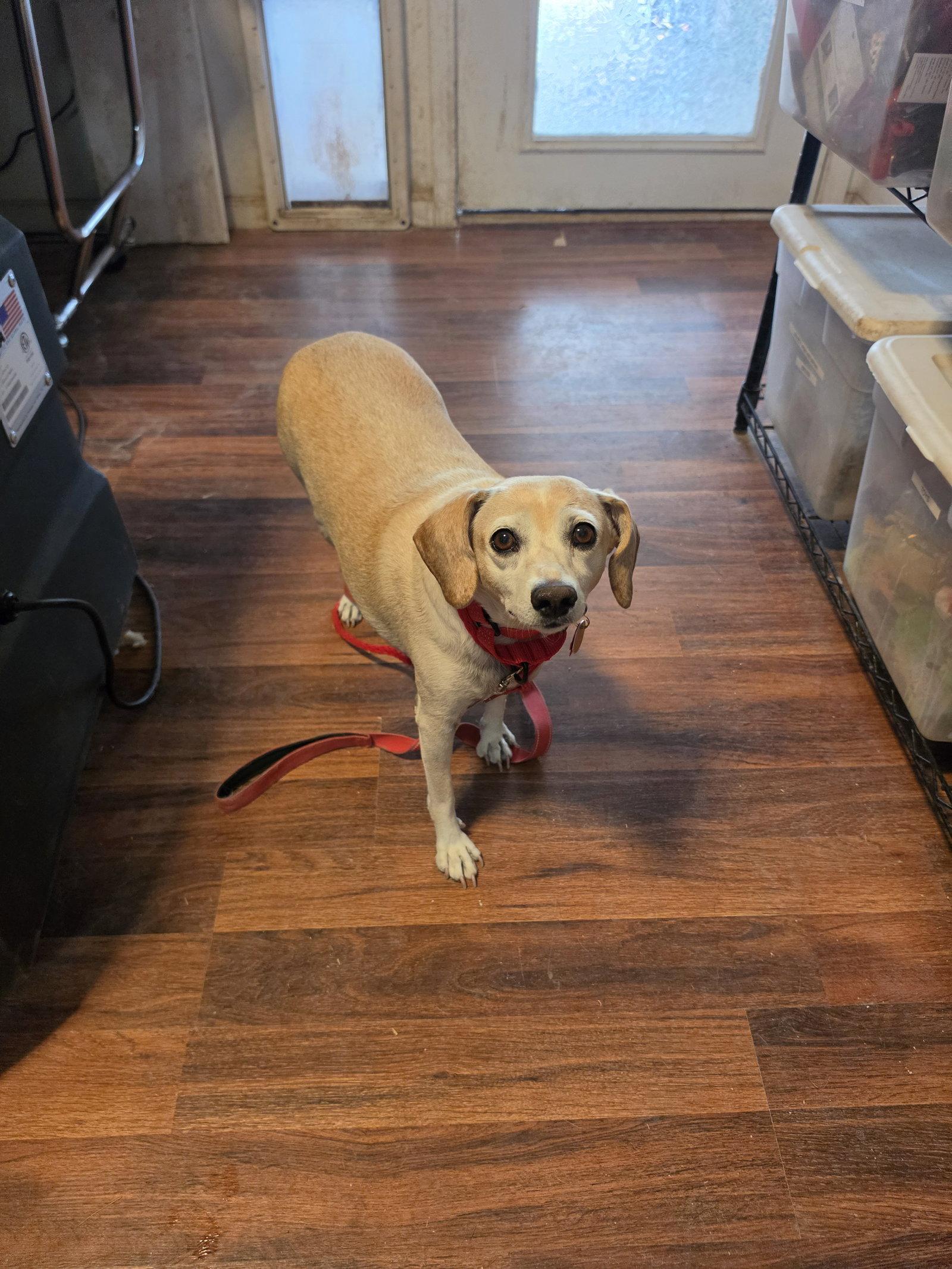 Enlarge McKinley, a Adoptable Beagle in Las Vegas, NV image 3/3