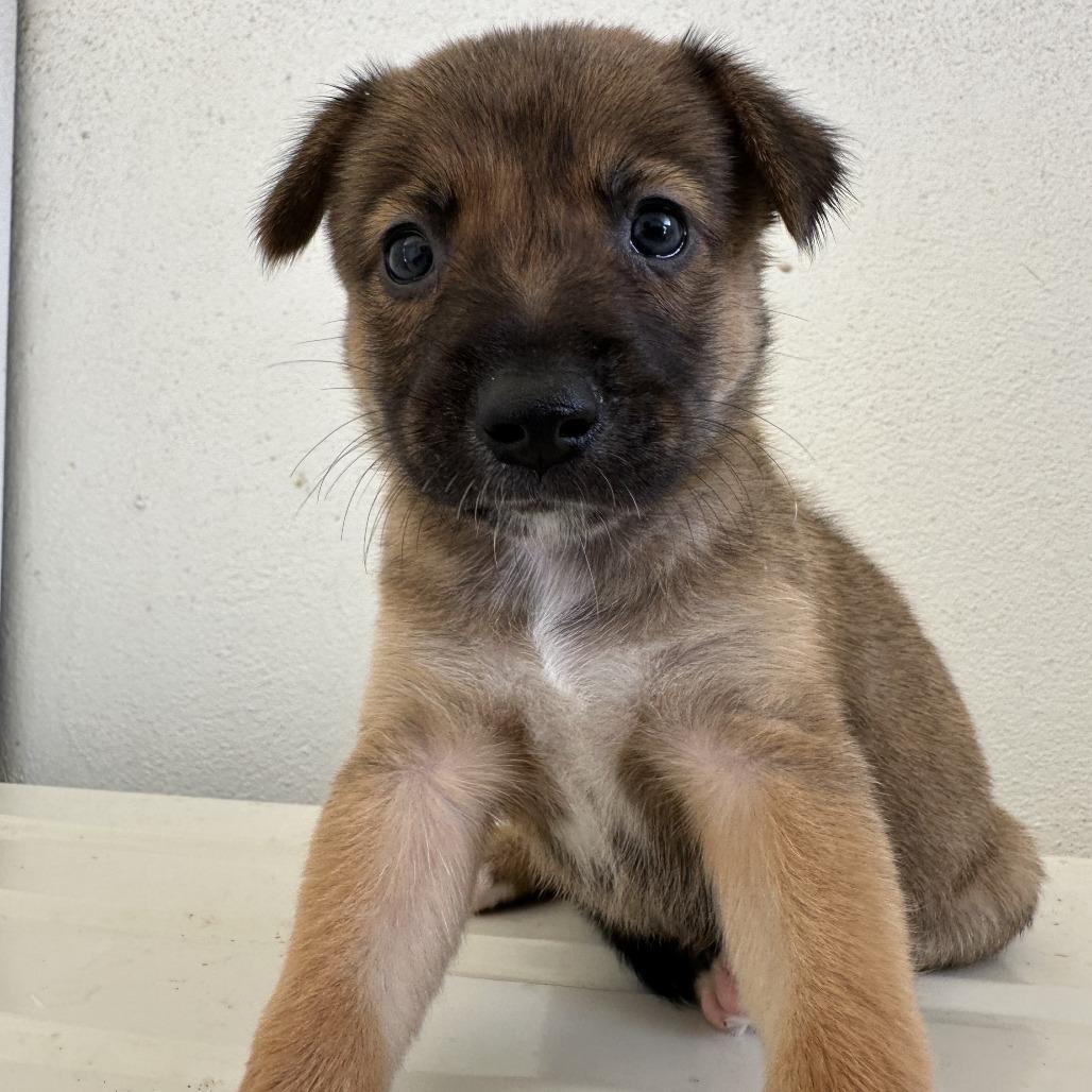 Enlarge Zarin, a Adoptable Mixed Breed in Vieques, PR image 1/4