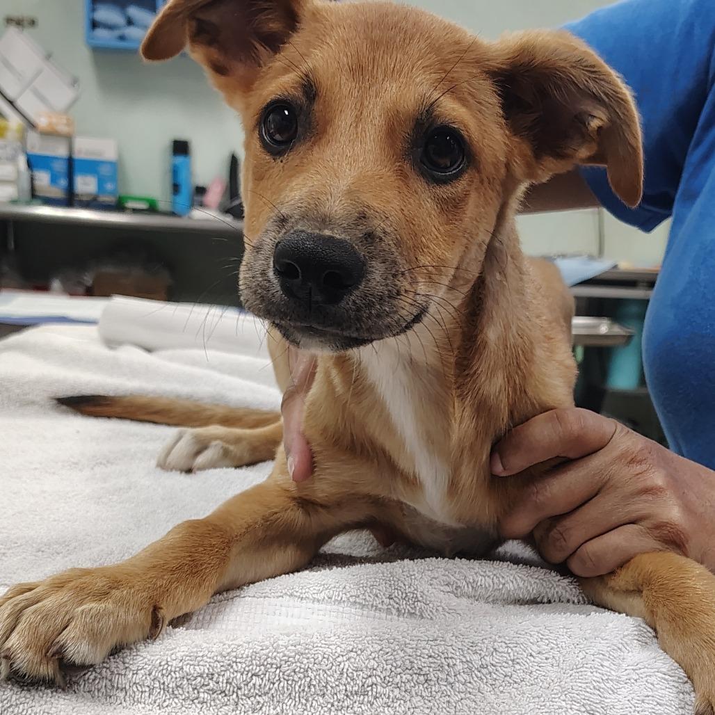 Enlarge Zarin, a Adoptable Mixed Breed in Vieques, PR image 2/4