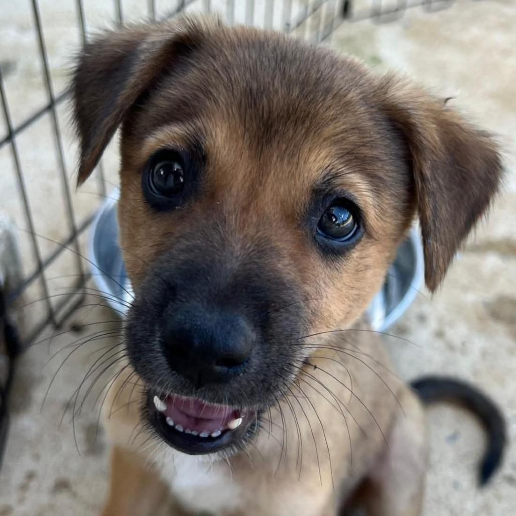 Enlarge Zarin, a Adoptable Mixed Breed in Vieques, PR image 3/4