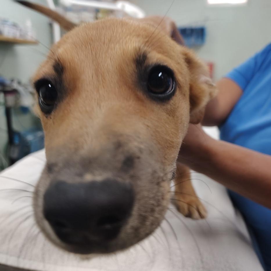 Enlarge Zarin, a Adoptable Mixed Breed in Vieques, PR image 4/4