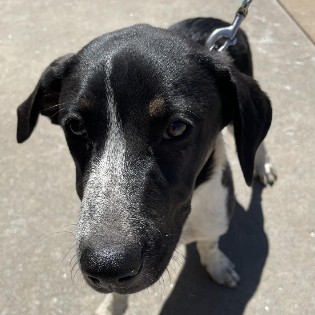 Raider, a Adoptable mixed breed in Pineville, MO image 1/5