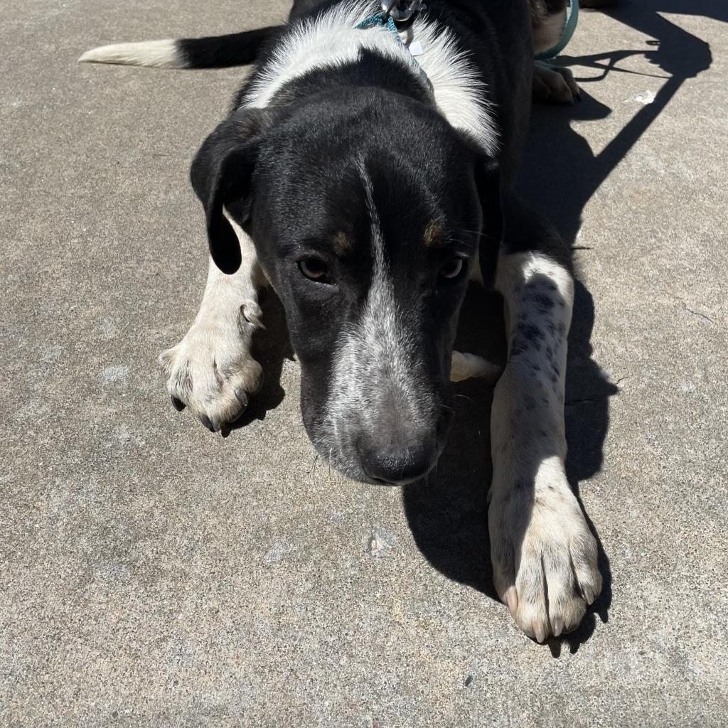 Raider, a Adoptable mixed breed in Pineville, MO image 2/5