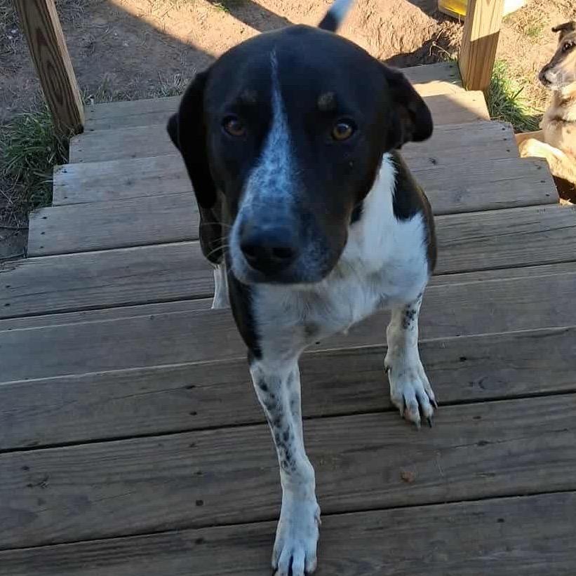 Raider, a Adoptable mixed breed in Pineville, MO image 4/5