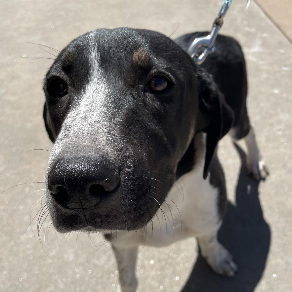 Raider, a Adoptable mixed breed in Pineville, MO image 5/5