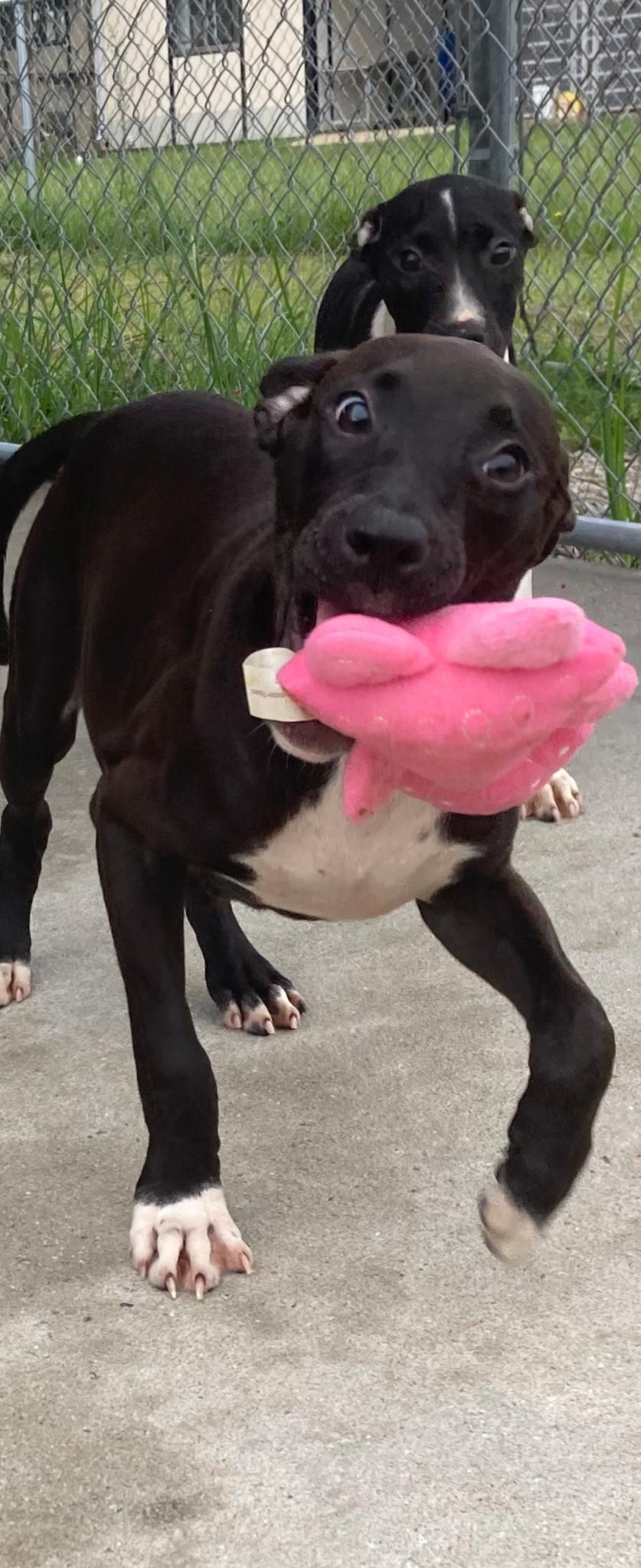 Enlarge Sparks, a Adoptable mixed breed in Lake George, NY image 2/2