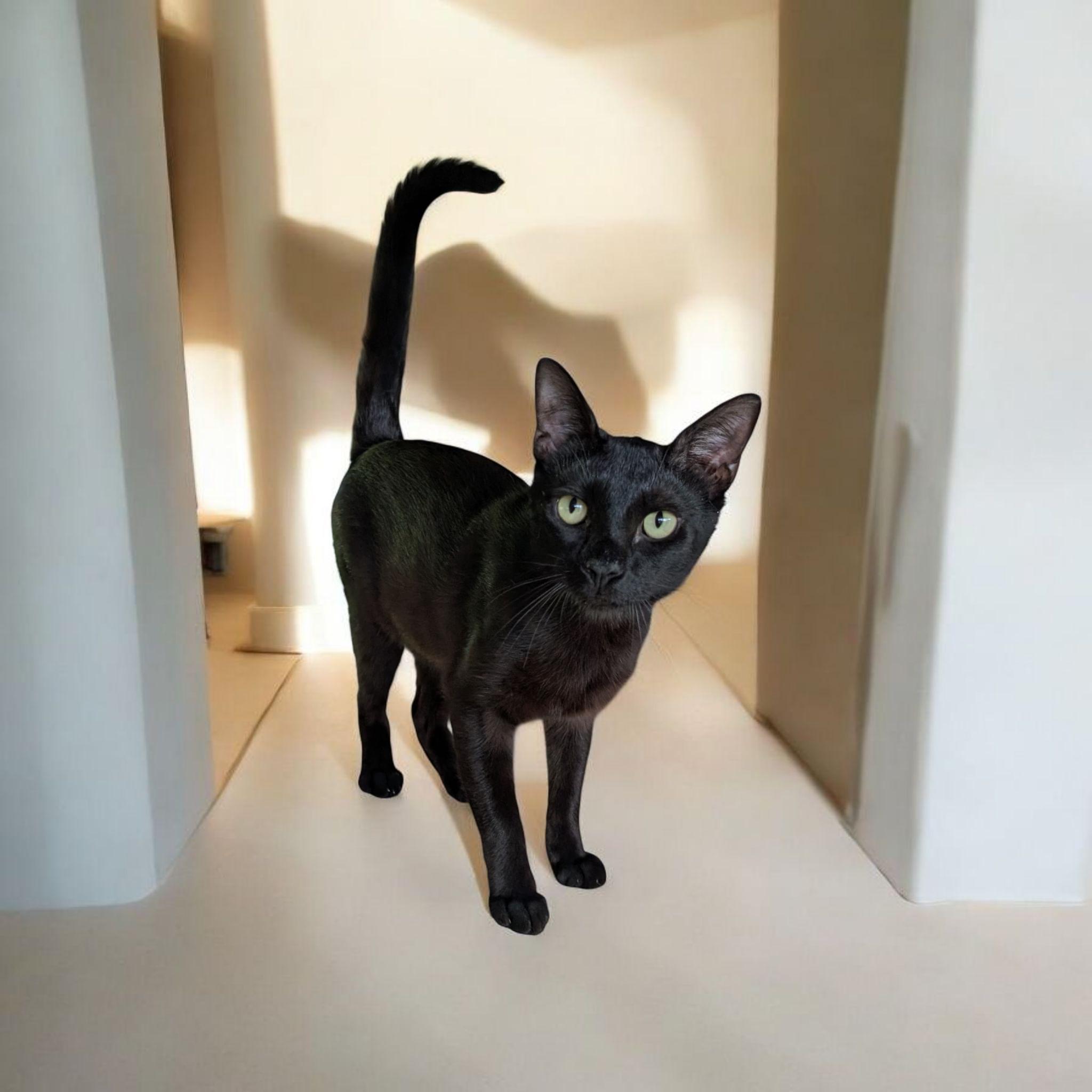 Ebony, Young Male Domestic Short Hair